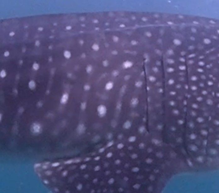 557850d9-9cc6-4497-b07e-e251803b446d