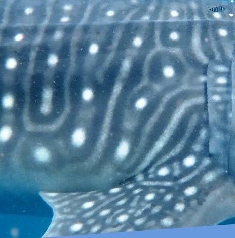 78e6b29a-eac1-4bb1-b531-b00799c27ed1