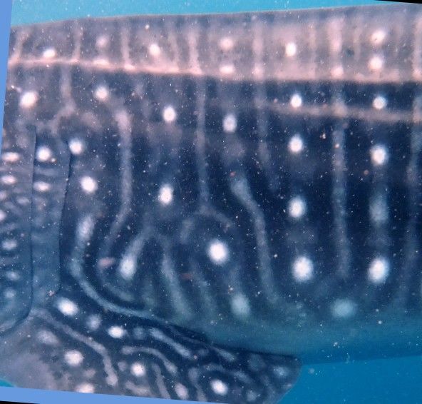 78e6b29a-eac1-4bb1-b531-b00799c27ed1