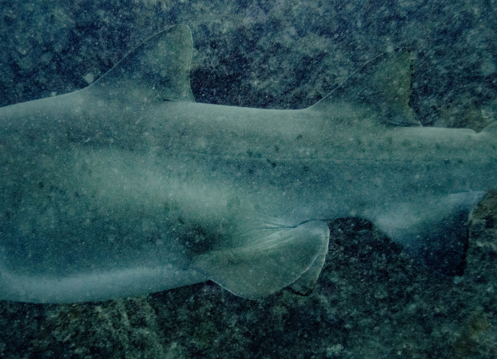 1d4d5b9f-a244-4ecd-baec-92cc2655a616