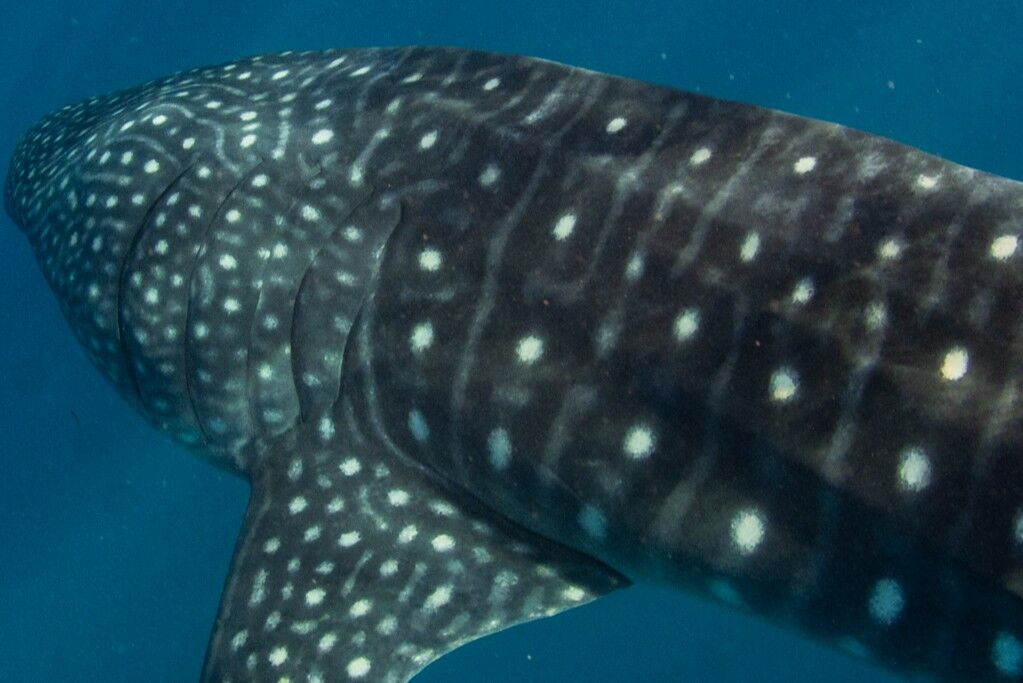 08a1ed45-dd46-4329-86e2-c3dc795c027b