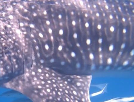 2bb0b517-9ed2-453d-8f5b-d07fdea91f96