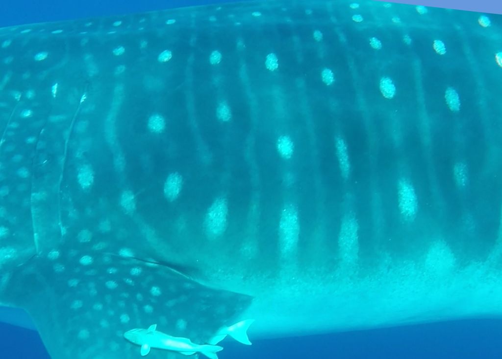 f993f3d5-1d73-4b40-8284-1e55d1eecf4b