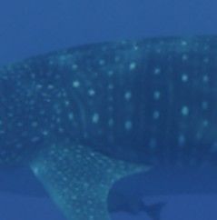 79024cc3-a3ab-45d8-9db4-d1b7230c58a3