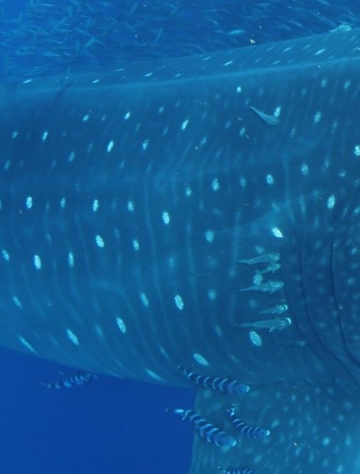 bf582b48-75d9-44cd-8efa-15b3a1f3e8e9