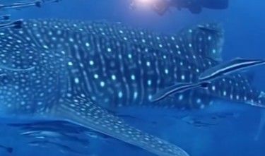 91d2f12a-e31c-4757-b503-a1f65e982207