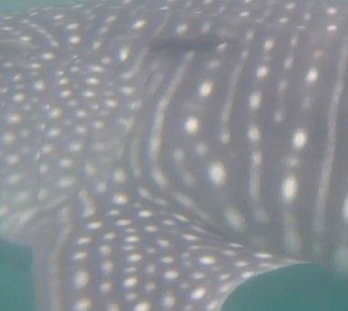 d4d68a55-54fd-4ad2-8a62-f5b4ea67970a