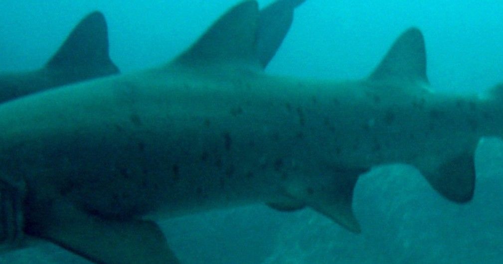 0a1bc4a2-30ca-45b8-ae62-f7e18963405d