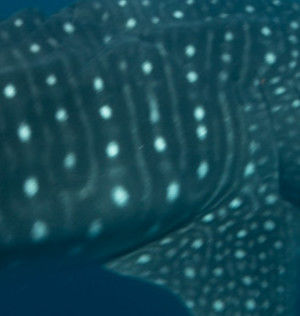 308e1638-3355-4e5a-99f1-59f1aa46680a