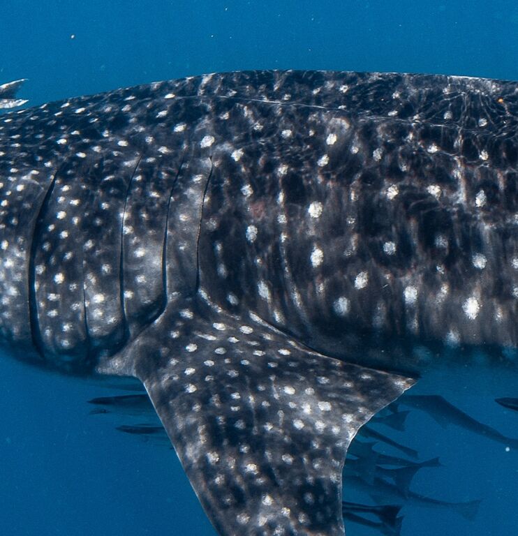 32527ec8-dc1d-4a0f-be14-ffa28f2c8077