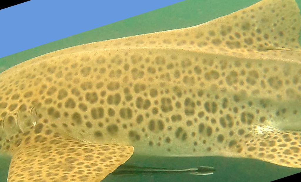 9d645b58-b67d-4f65-9061-3940d8102f90