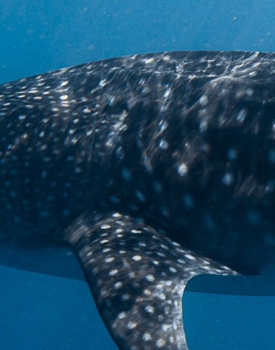 94f1f675-dc18-4244-b43d-24e1415ad3cf