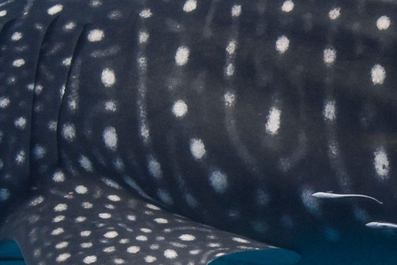 e947c82e-8d56-4ba4-b650-6539d01ce603