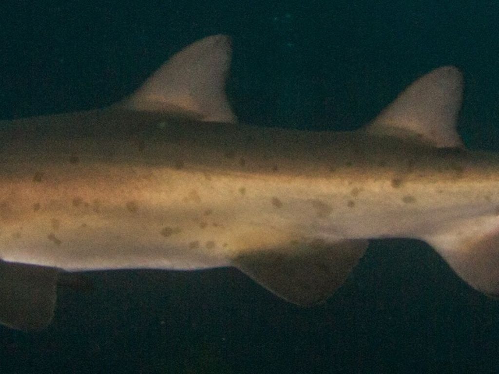 bc6511f0-3699-4185-aa11-46a1470bd021