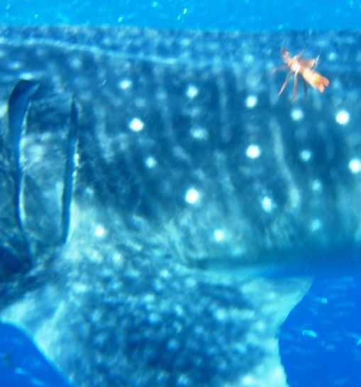 77783eda-175e-4052-bc9b-ed4013a994f0