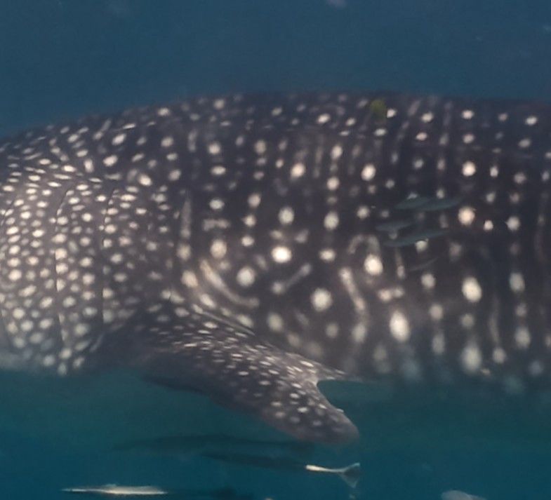 e2507fff-9727-4036-8a0d-b105d0dd1905