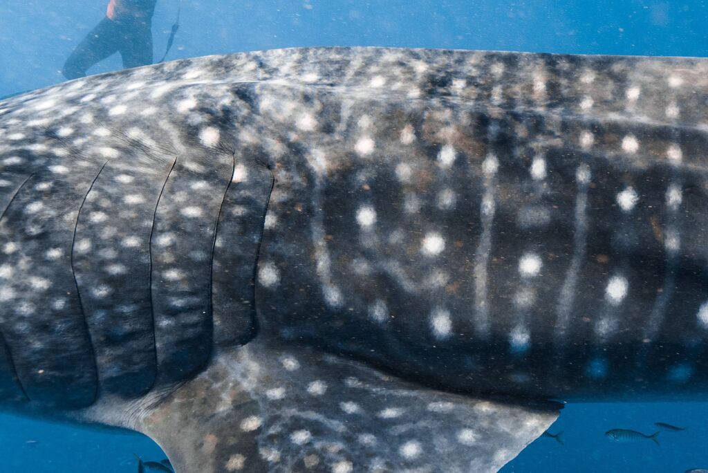 43f8e2f1-df52-48a5-a68b-deab23b95d23