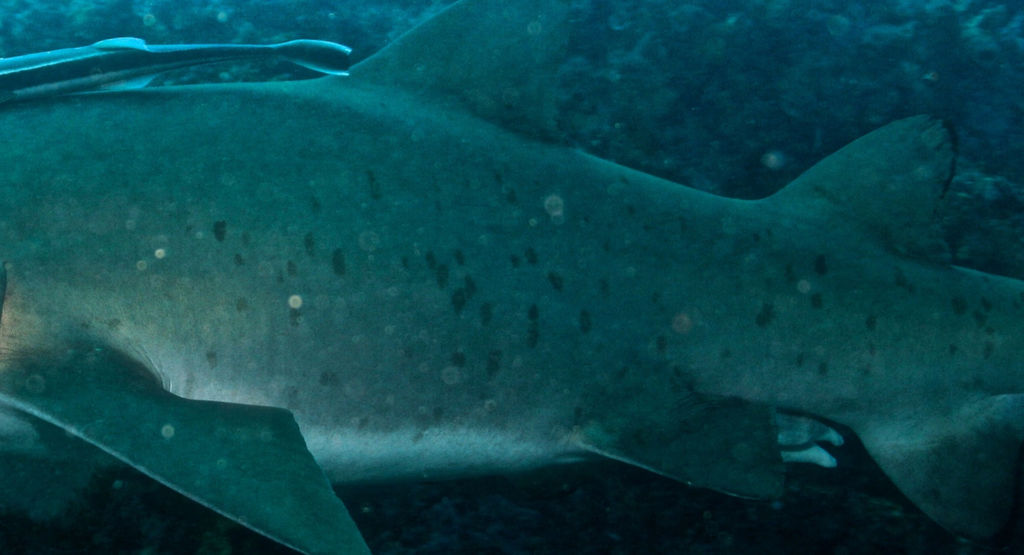 b5c0cbb2-bbbf-43db-b3a3-7d0ade22580a