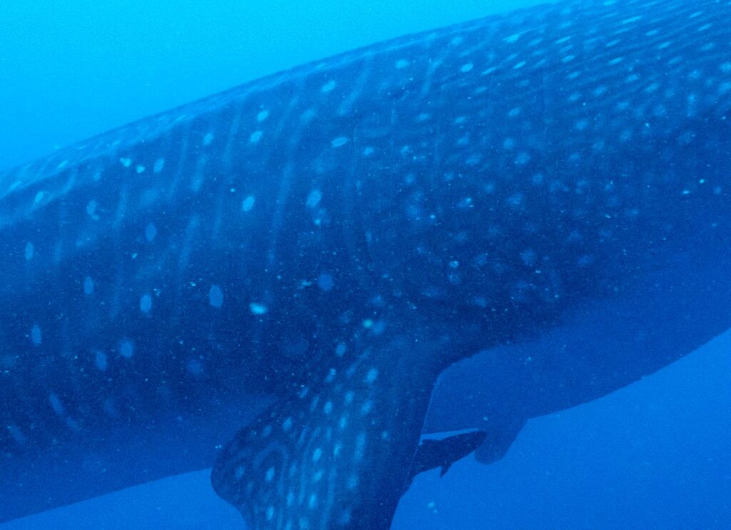 a4f614ae-aece-4747-9576-23612b0ae908