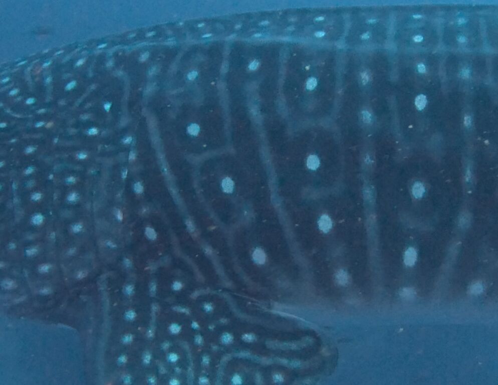 a4f614ae-aece-4747-9576-23612b0ae908