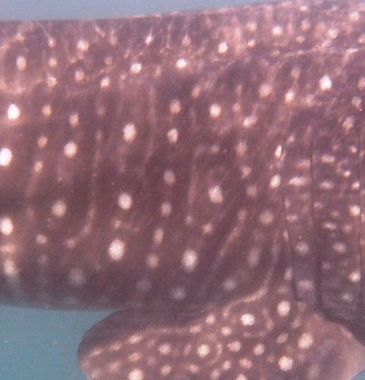 4cd2c91a-d346-40db-b1b3-a5414819949c