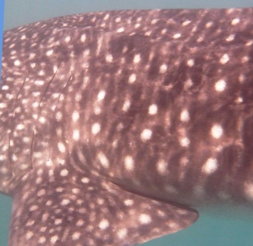 4cd2c91a-d346-40db-b1b3-a5414819949c