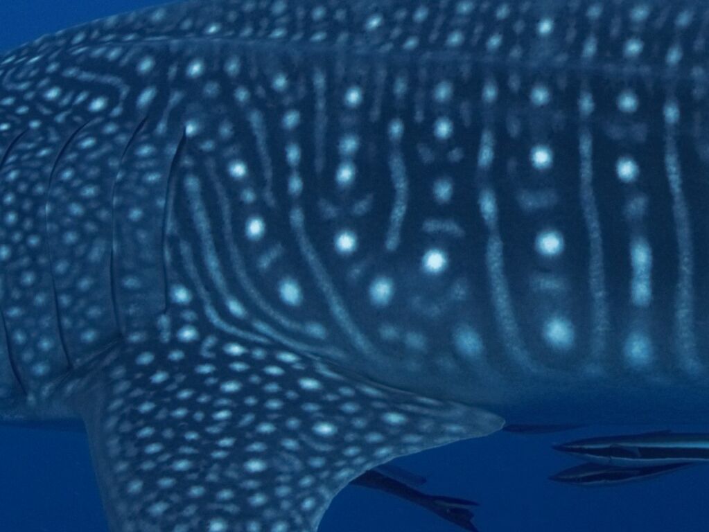 ddc76a90-e50d-48ba-869b-b72c2b22847c