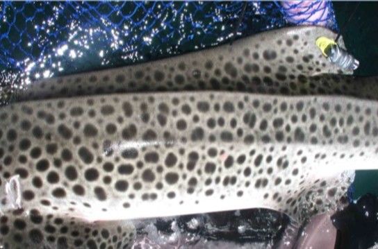 7f4f5875-02c3-4233-ad74-bfe4206cf889