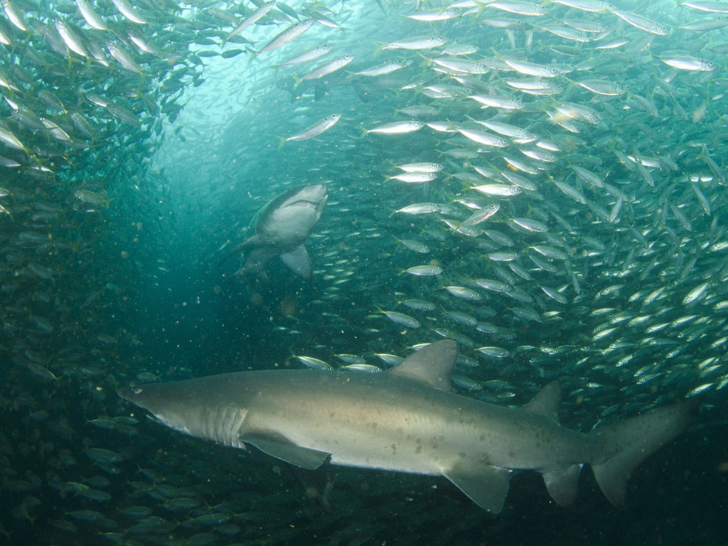 3e01e8cc-388a-400e-9c71-875a660c0f16