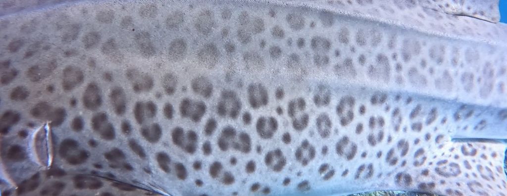 17151356-a4e7-4731-9fd0-2fc882367783