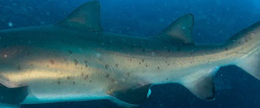 1f0b7290-166a-45e3-ad22-a713d81c7596