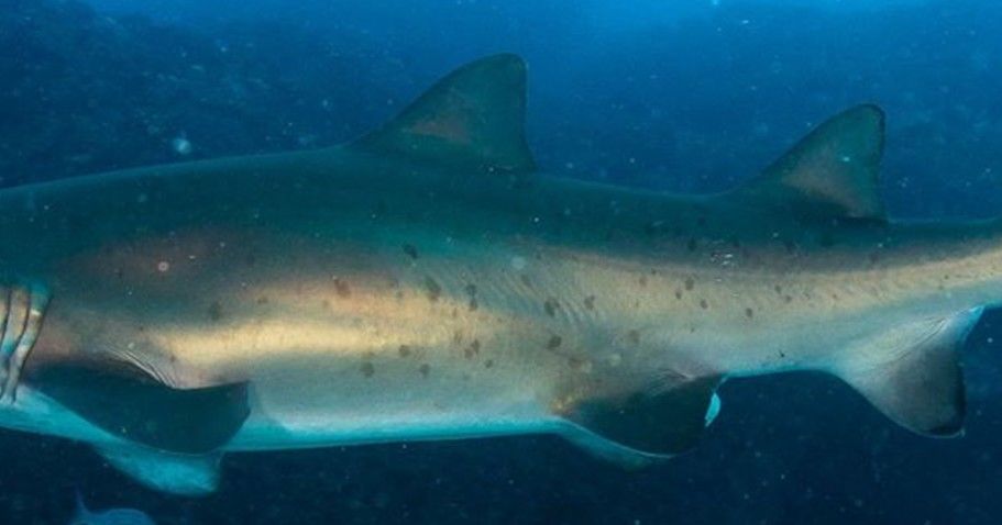 1f0b7290-166a-45e3-ad22-a713d81c7596