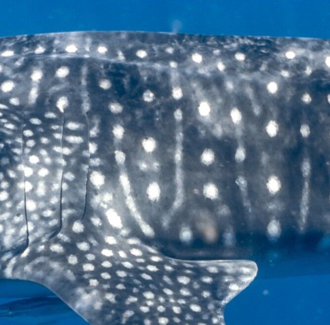 a63c0fc3-b99b-4c2c-afdf-6466e8f34706