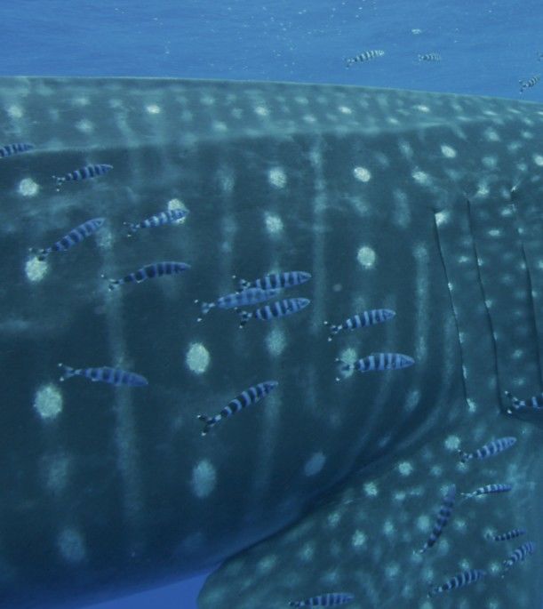 a046e8a9-e5bc-468b-b4cd-a2cd84561fcd