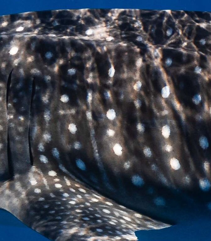 864e74ad-6b55-480a-8565-4efb6d1a29ea