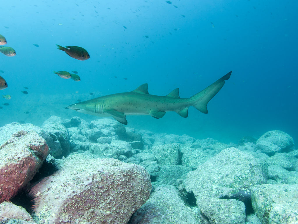 41ca4ab8-542e-448c-b390-58a43e83166c