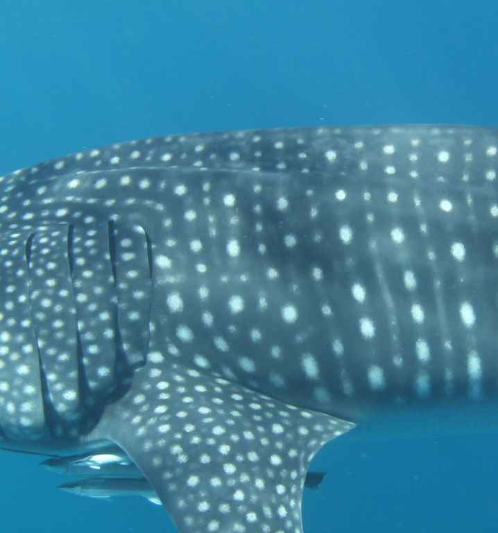 06834035-2b56-4181-98b8-e59f5d28dff4