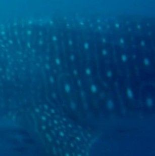 98dc1bce-5092-461f-ad9c-a196d614b926