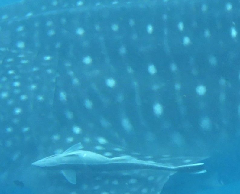 64a21f1e-f146-4fa8-b21c-0f47d4d260af