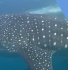 63f04e11-b78b-4088-8475-8e605183ee3e