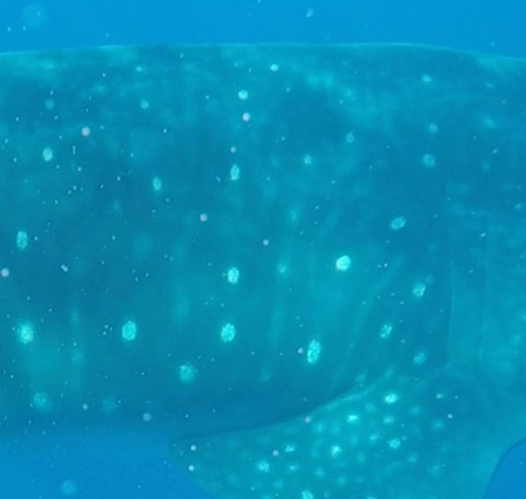 4519ebcb-0daa-4bdf-9ed8-402271b388c4