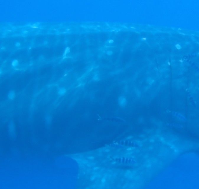 151409e0-61a9-40a0-81c2-633b8eb0b5d1