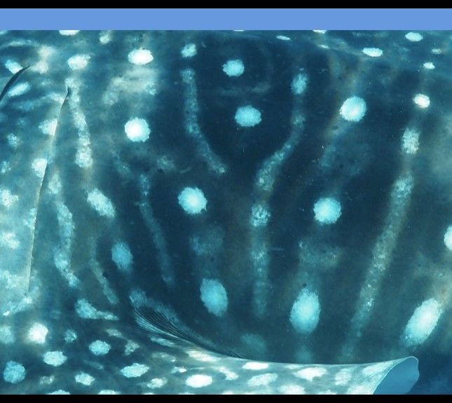 f437707d-5c35-44b4-bc18-c8542e3c1f8c