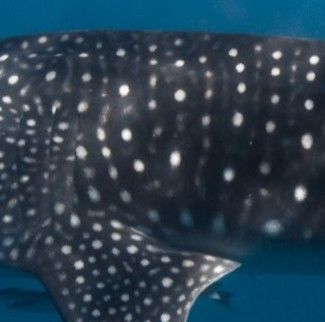 6c798163-ced9-4082-ab47-c1b3df2f0437