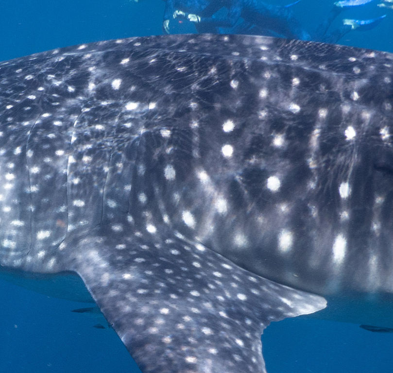 30cafc77-7160-4788-8e5d-eb3e741d1070