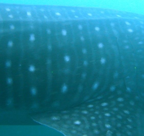 f5ae2559-da73-4ada-a479-70be4370b06e