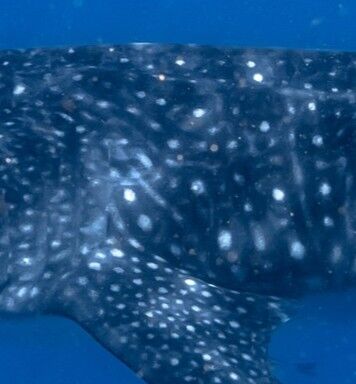 92138322-2f5d-437c-a803-f2b986402d04