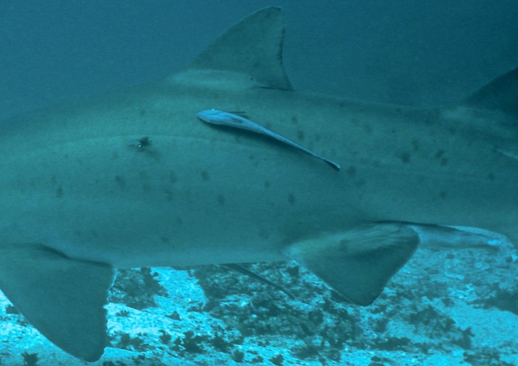 9fe0c162-7709-4886-a52b-94f070fe823c