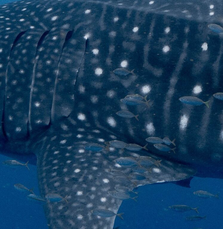 a6f88cf5-9142-47bb-8e09-a4b95df36f49