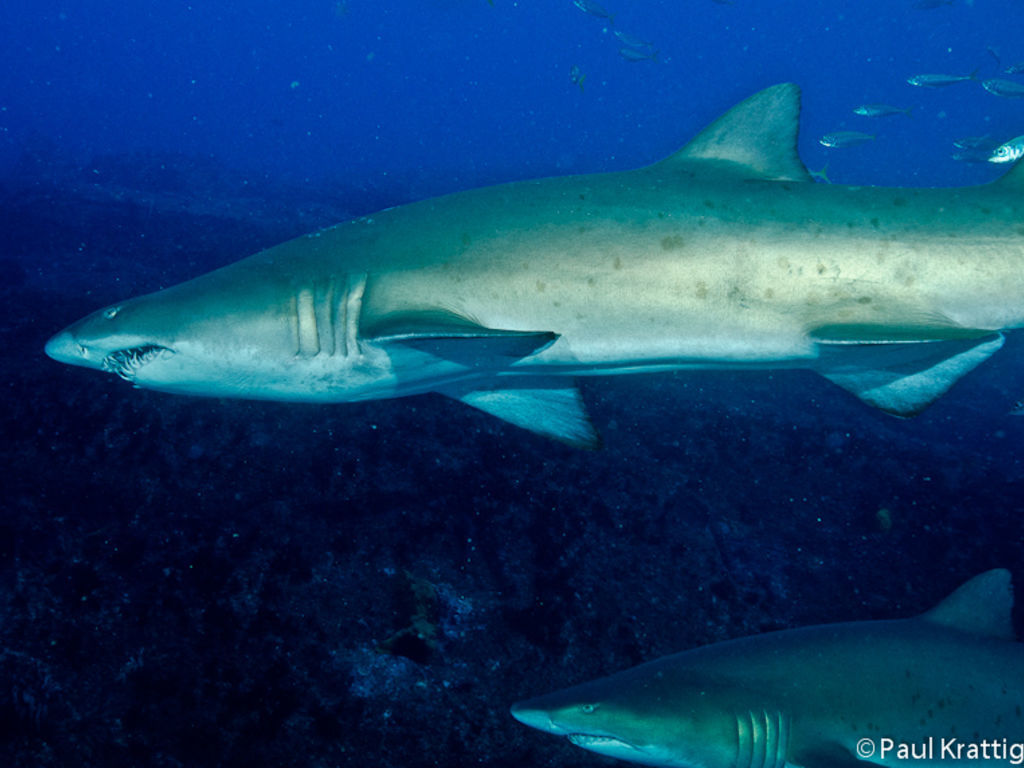 57ad03f7-ca6a-4ed4-aacc-ab4c85b40090